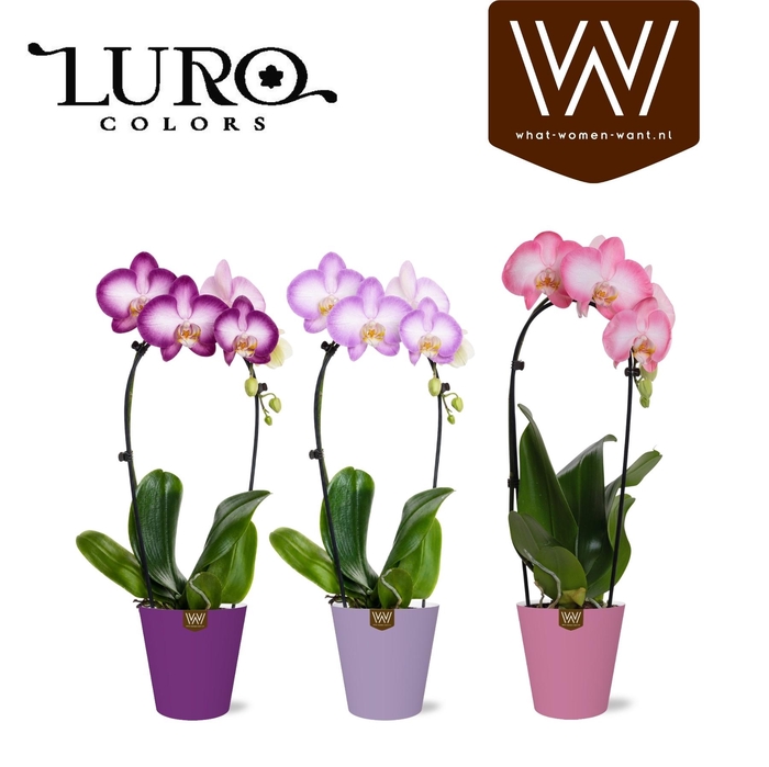 <h4>ARR ORCHIDEE</h4>