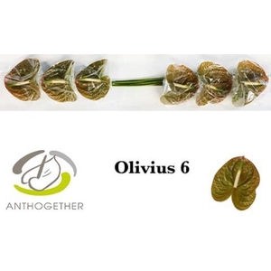 Anthurium Olivius