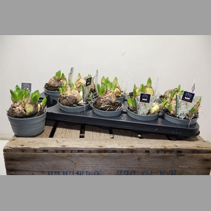 Hyacin Mult Ov White