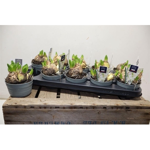 Hyacin Mult Ov White