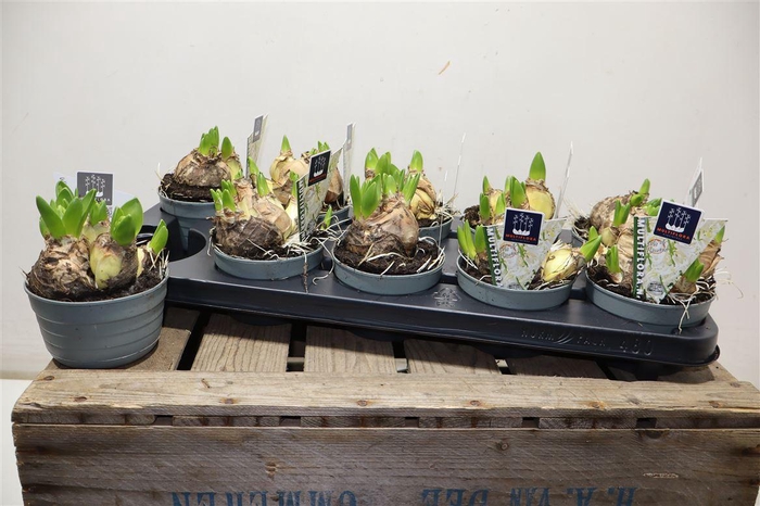 <h4>Hyacin Mult Ov White</h4>