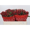 Hypericum Red Light Romance
