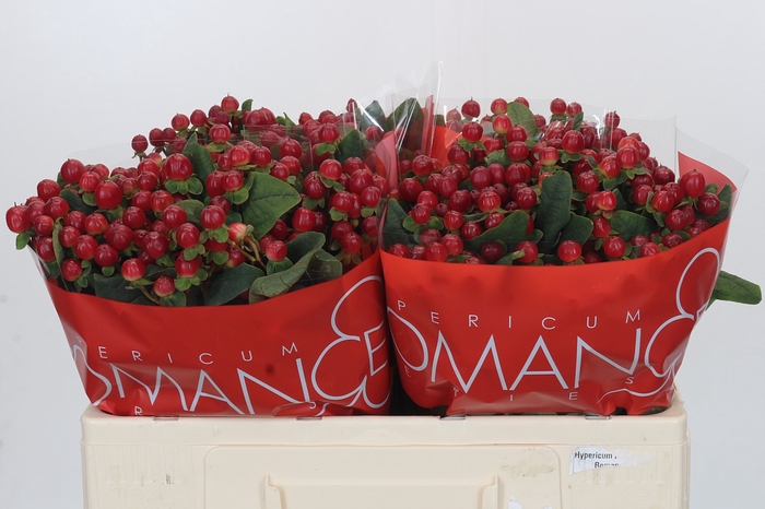 <h4>Hypericum Red Light Romance</h4>