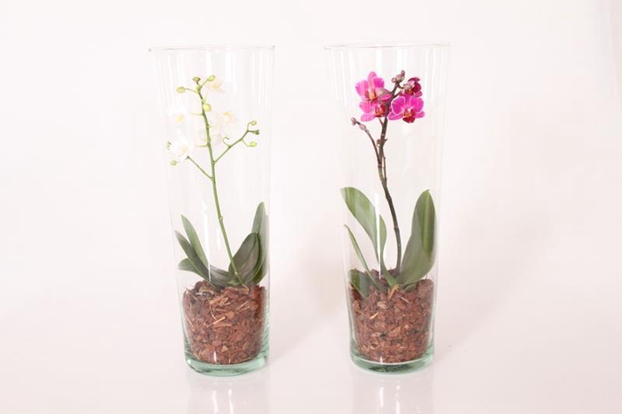 <h4>PHALAENOPSIS-HYBRID</h4>