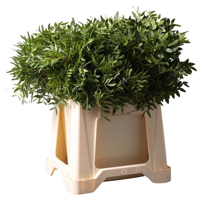 <h4>ŽAL PISTACIA 60CM</h4>