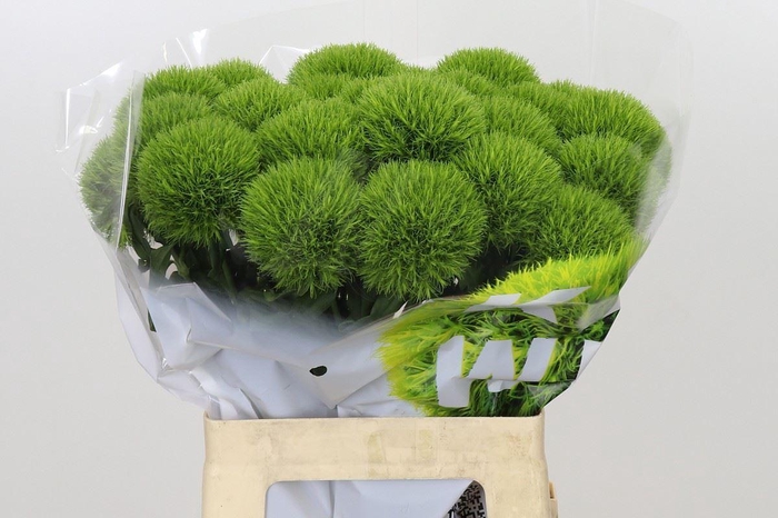 <h4>DIANTHUS BARB. 'KIWI MELLOW'</h4>