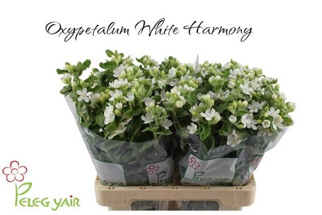 <h4>OXY CO PERF WHI HARM</h4>