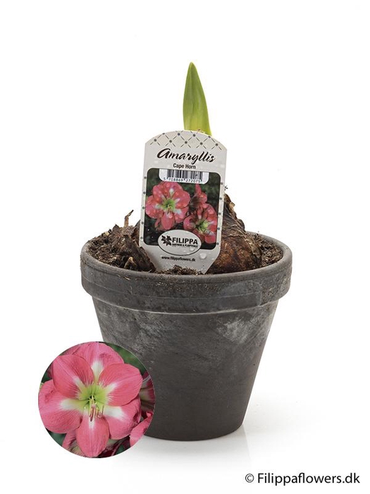 <h4>HIPPEASTRUM-HYBRID</h4>