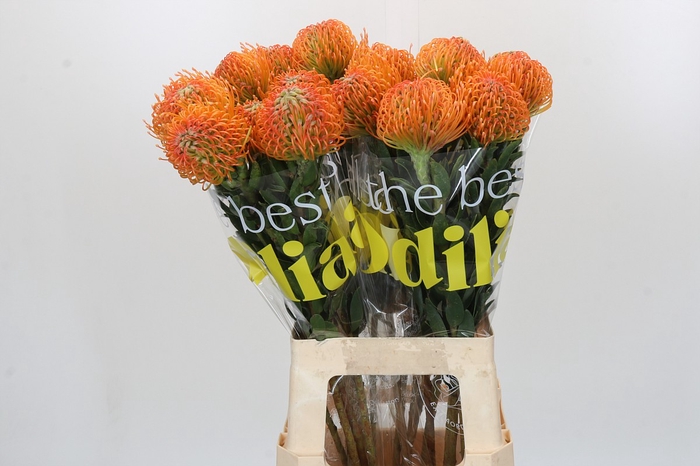 <h4>Nutans Ayoba Peach</h4>
