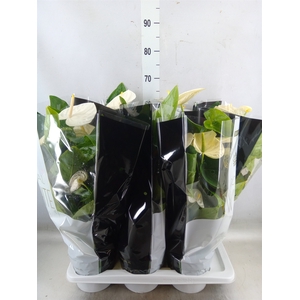 Anthurium andr. 'Alaska'