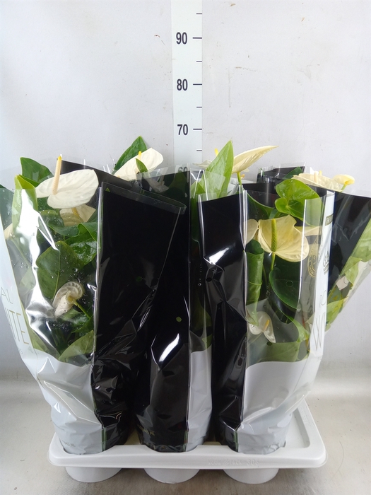 <h4>Anthurium andr. 'Alaska'</h4>