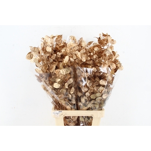 DF Lunaria Bs Antique Gold