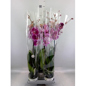 Phalaenopsis   ...mix