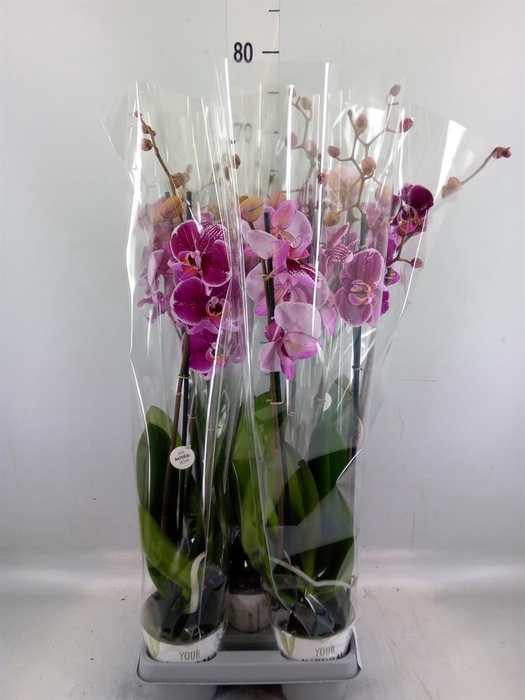 <h4>Phalaenopsis   ...mix</h4>