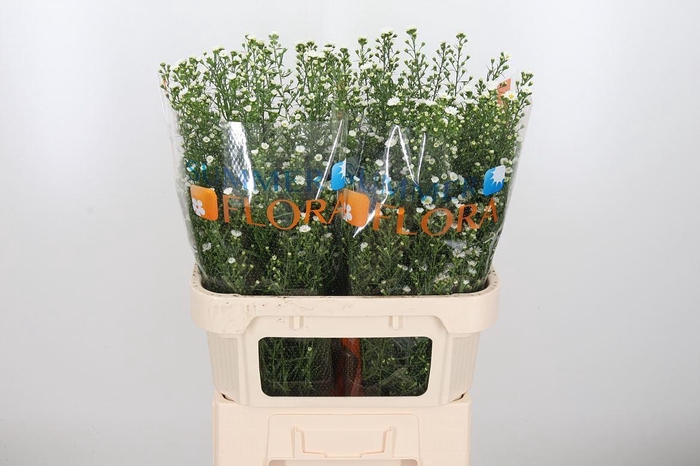 <h4>Ast U Paquita</h4>