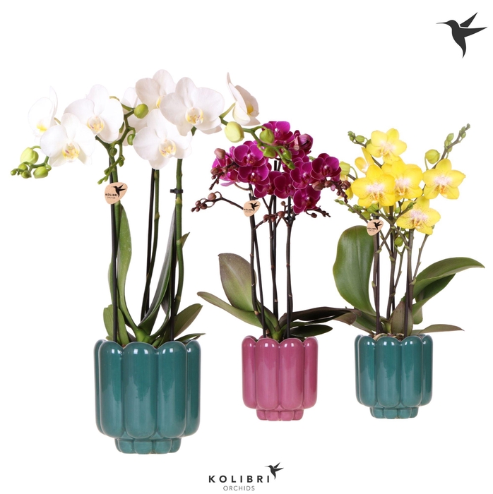 <h4>Kolibri Orchids Phalaenopsis mix 3 spike in Retro pot green mix</h4>
