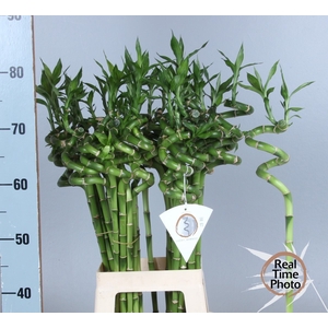 DRAC LUCKY BAMBOO