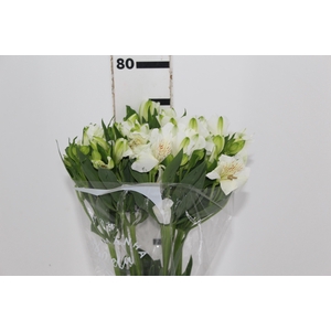 ALSTROEMERIA MISTRAL 080 CM