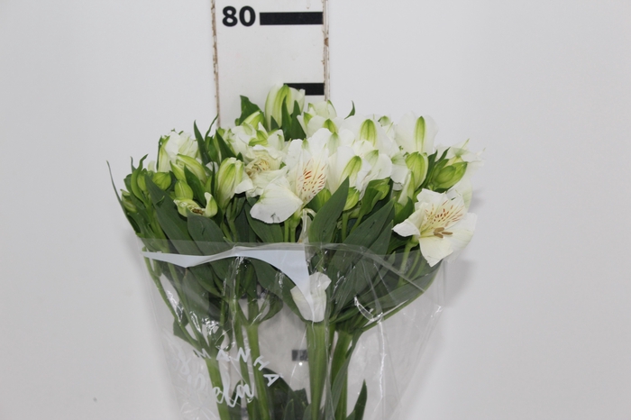 <h4>ALSTROEMERIA MISTRAL 080 CM</h4>