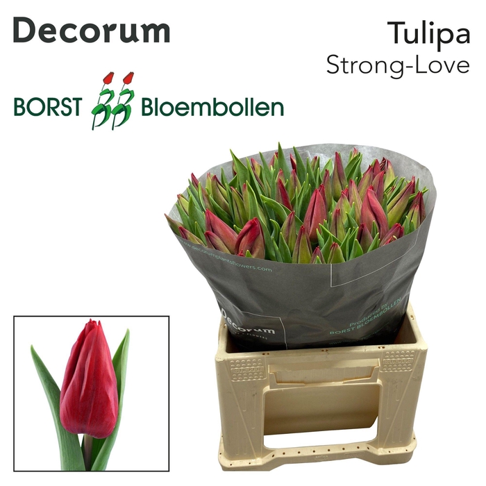 <h4>TU EN STRONG LOVE</h4>