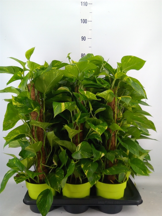 <h4>Epipremnum pinn.   ...moss stick</h4>