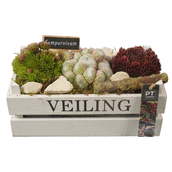 <h4>Arr.  Sempervivum L%</h4>
