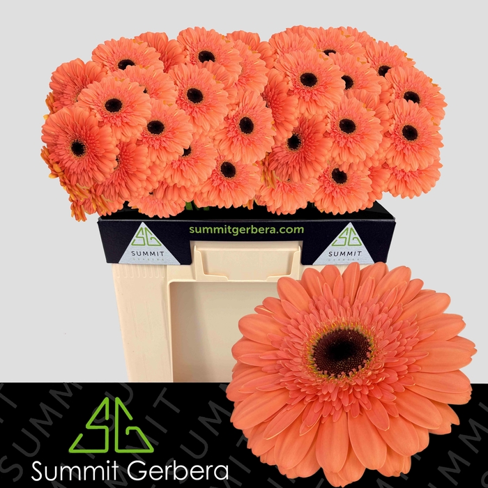<h4>Gerbera Colin Water</h4>