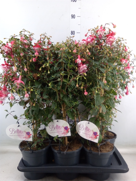 <h4>Fuchsia   ...</h4>