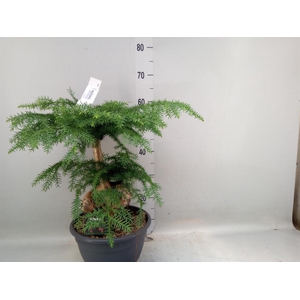 Araucaria   ...
