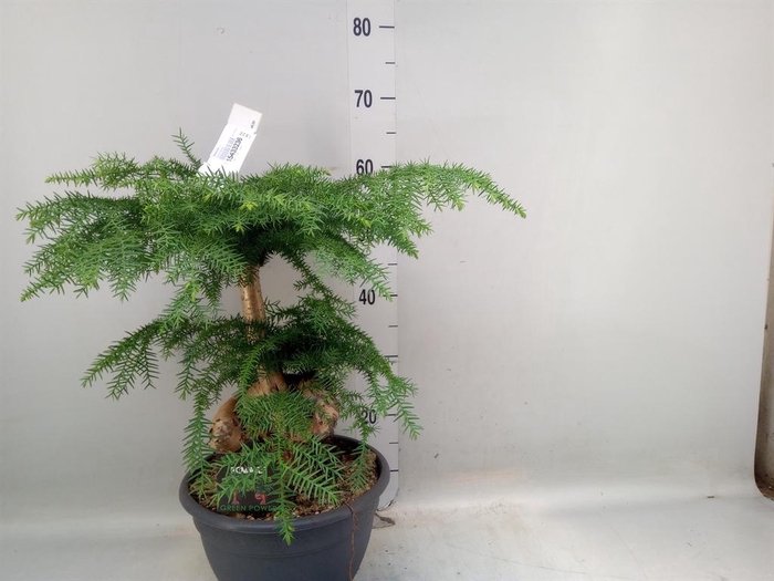 <h4>Araucaria   ...</h4>
