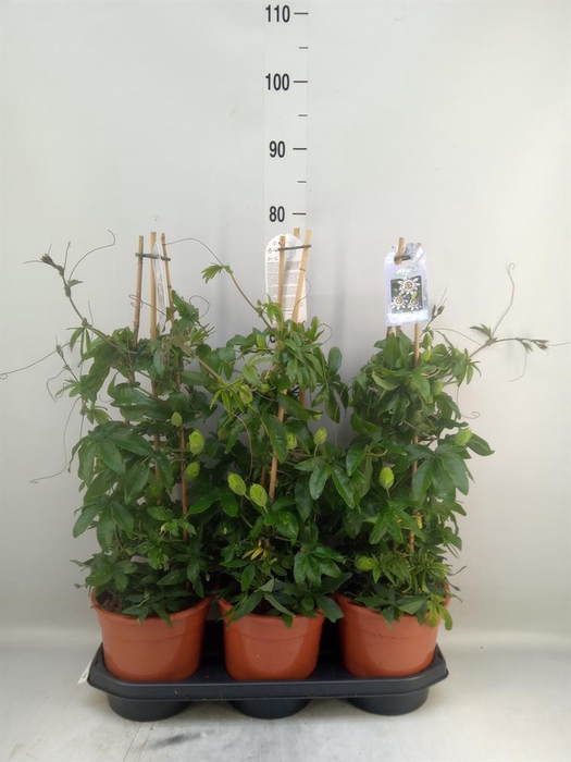 <h4>Passiflora caerul.</h4>