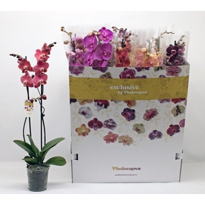 PHAL GEM 10 KL