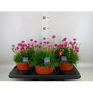 Armeria maritima 'Armada Rose'