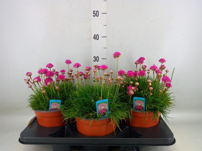 <h4>Armeria maritima 'Armada Rose'</h4>