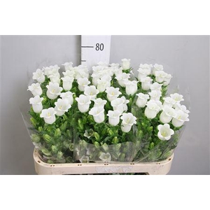 Camp M Champion White