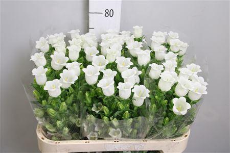 <h4>Camp M Champion White</h4>