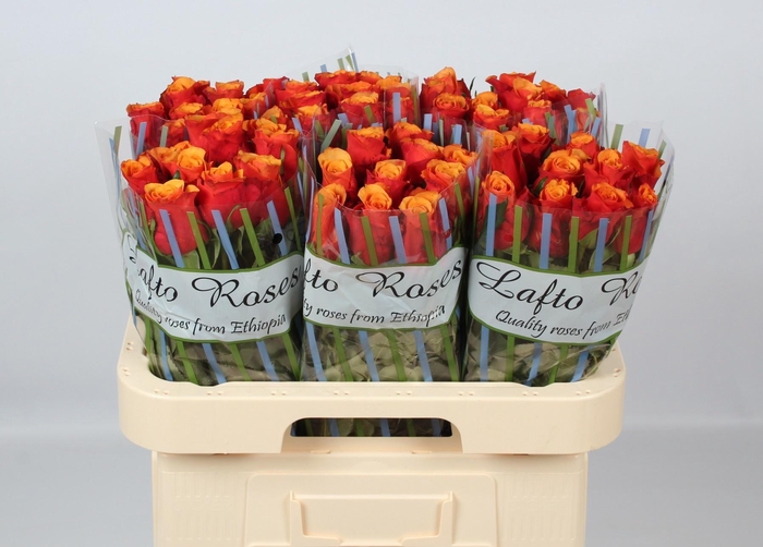 <h4>R GR ESPANA@</h4>