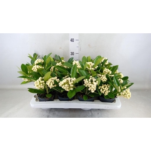 Skimmia jap. 'OBerries White'