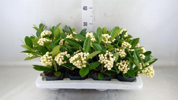 <h4>Skimmia jap. 'OBerries White'</h4>