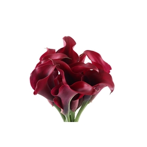 Calla Rudolph Double