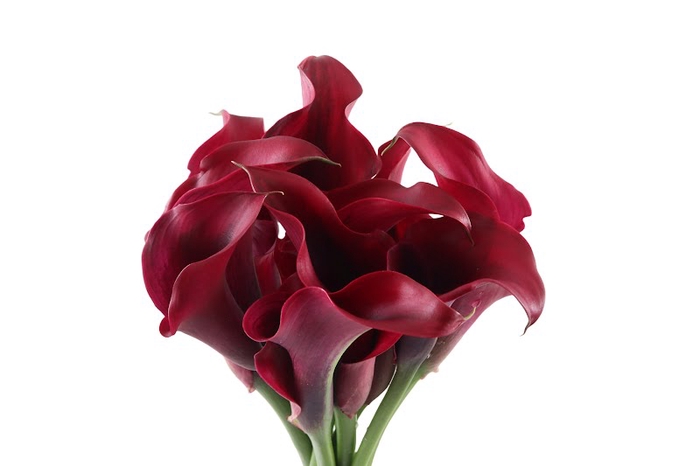 <h4>Calla Rudolph Double</h4>