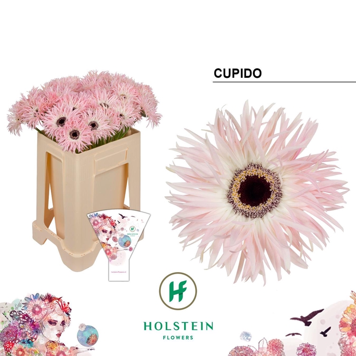<h4>Gerbera Spider Cupido</h4>