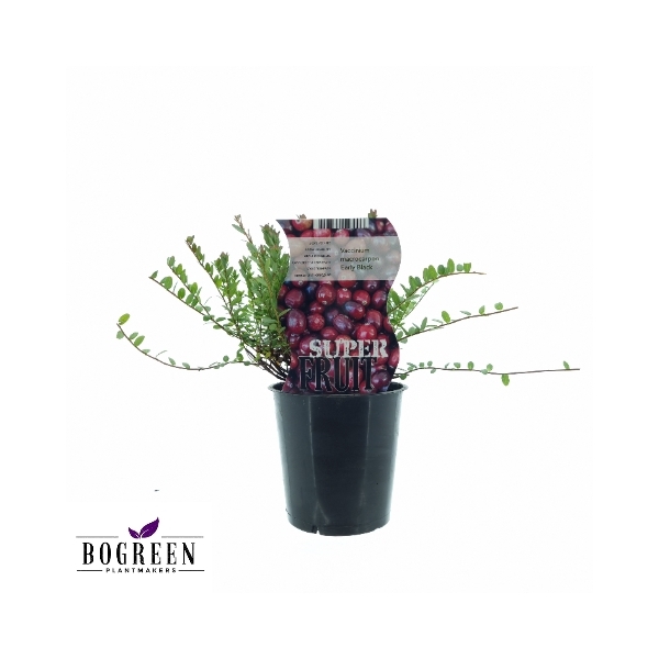 <h4>VACCINIUM EARLY BLACK (12101)</h4>