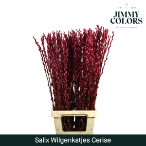 Salix Katjes L90 Klbh. Cerise