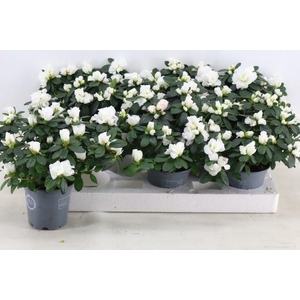 RHODO SI WITTE VOGEL