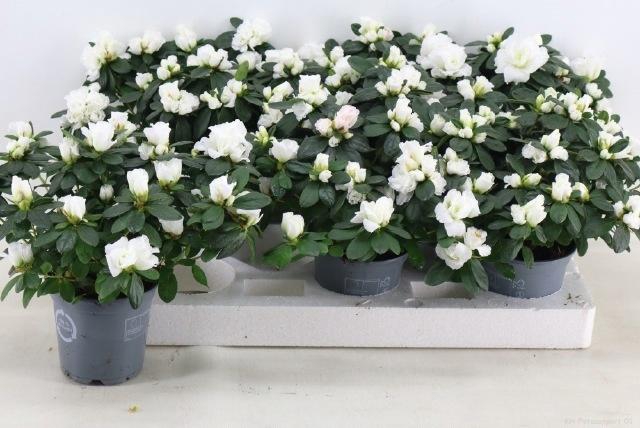 <h4>RHODO SI WITTE VOGEL</h4>