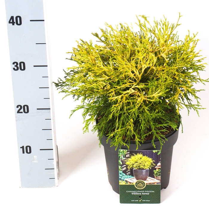 <h4>Chamaecyparis p. 'Filifera Aurea'</h4>
