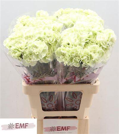 <h4>Di St Prado Mint</h4>