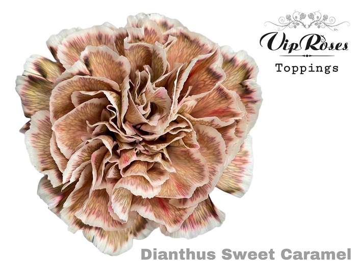 <h4>Dianthus st paint sweet caramel</h4>