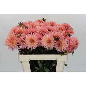 Dahlia Preference